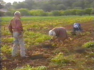 PATATAS (8)  LABRANZA